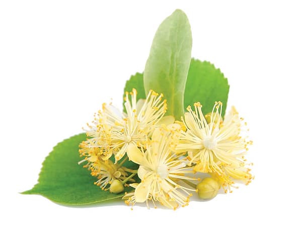 Linden Flower Tilia Europaea Flower Extract - Botanical Extracts ...