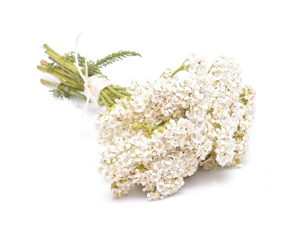 Yarrow Flowers, PE - 4694 - Botanical Extracts Manufacturing ...